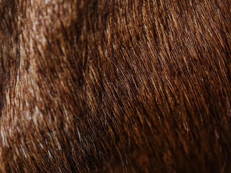 Chocolate brown Remy human hair extension strands close-up — LUSSÉ Dubai